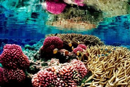 We Can Still Save Half of the World’s Coral Reefs Image